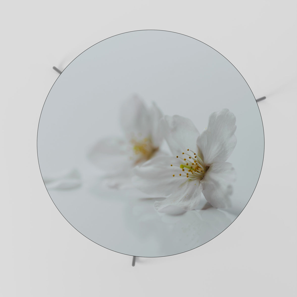 FLEETING WHITE PETALS Couchtisch