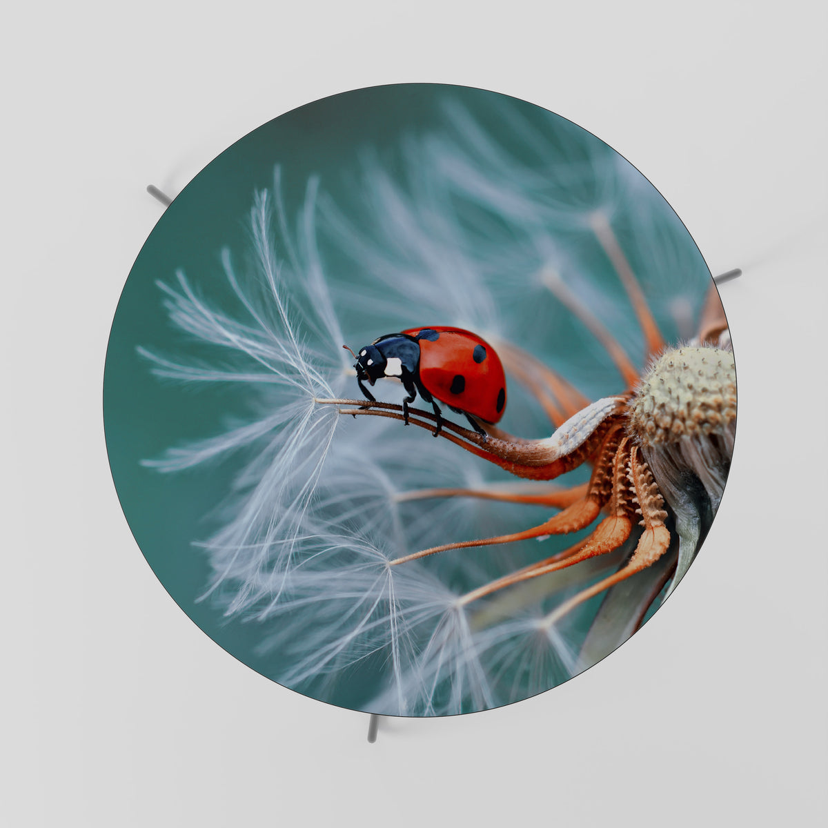 LADYBUG BALANCE Couchtisch