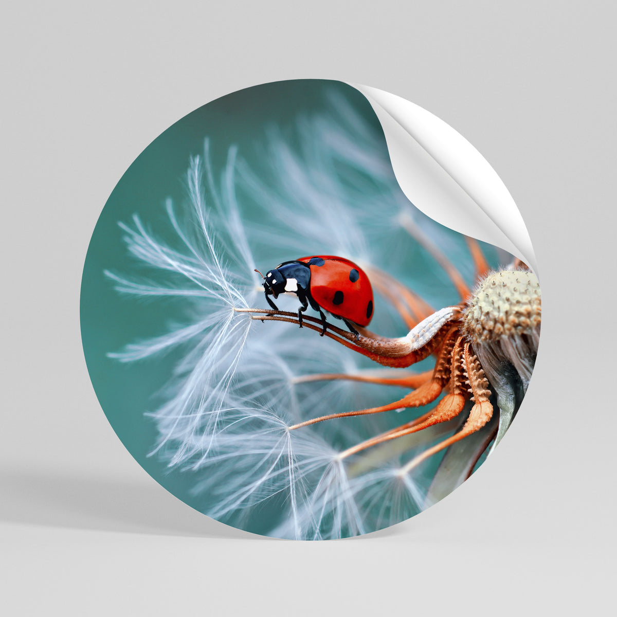 LADYBUG BALANCE Runder Wandsticker zum Abziehen und Aufkleben