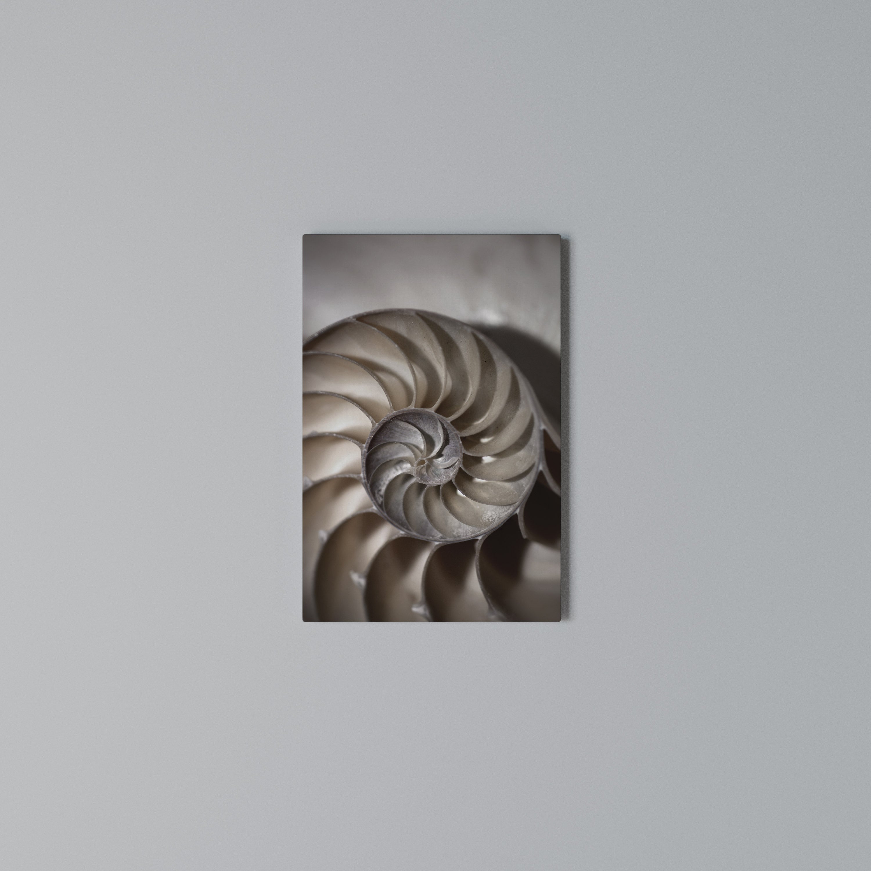 WHISPERS OF SHELLS Vertical Canvas Print