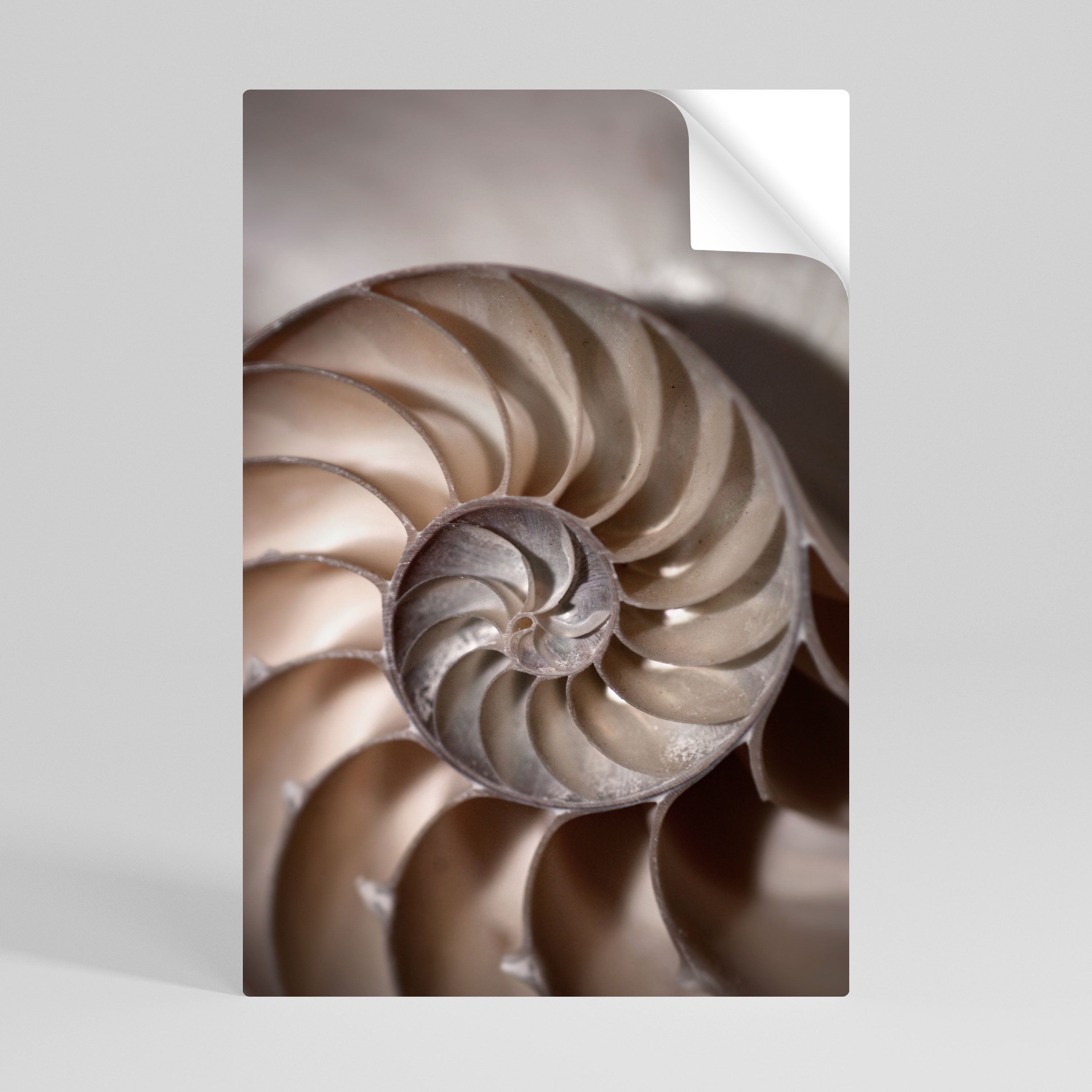 WHISPERS OF SHELLS Vertikales Poster zum Abziehen und Aufkleben