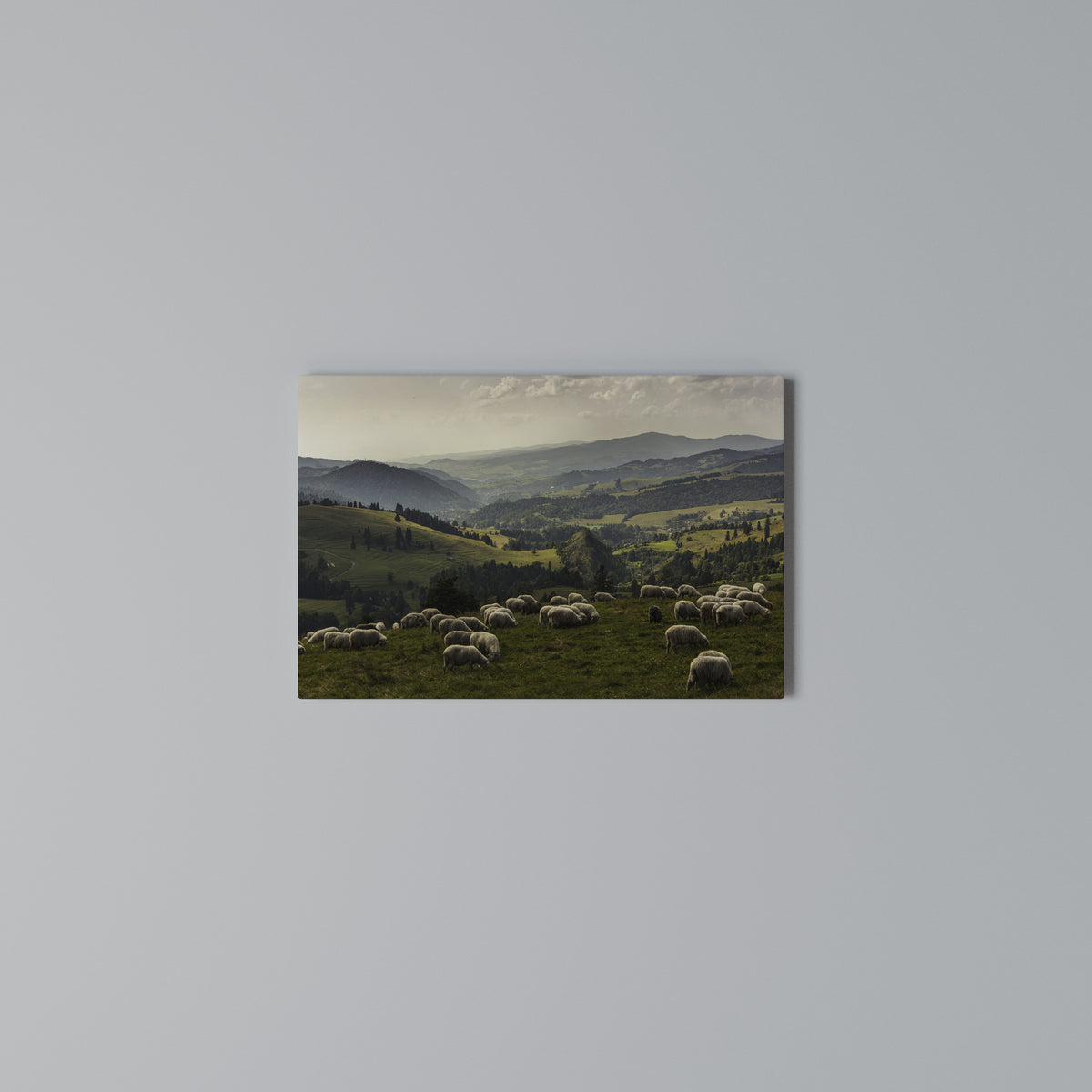 SHEEP IN SERENITY Horizontal Canvas Print