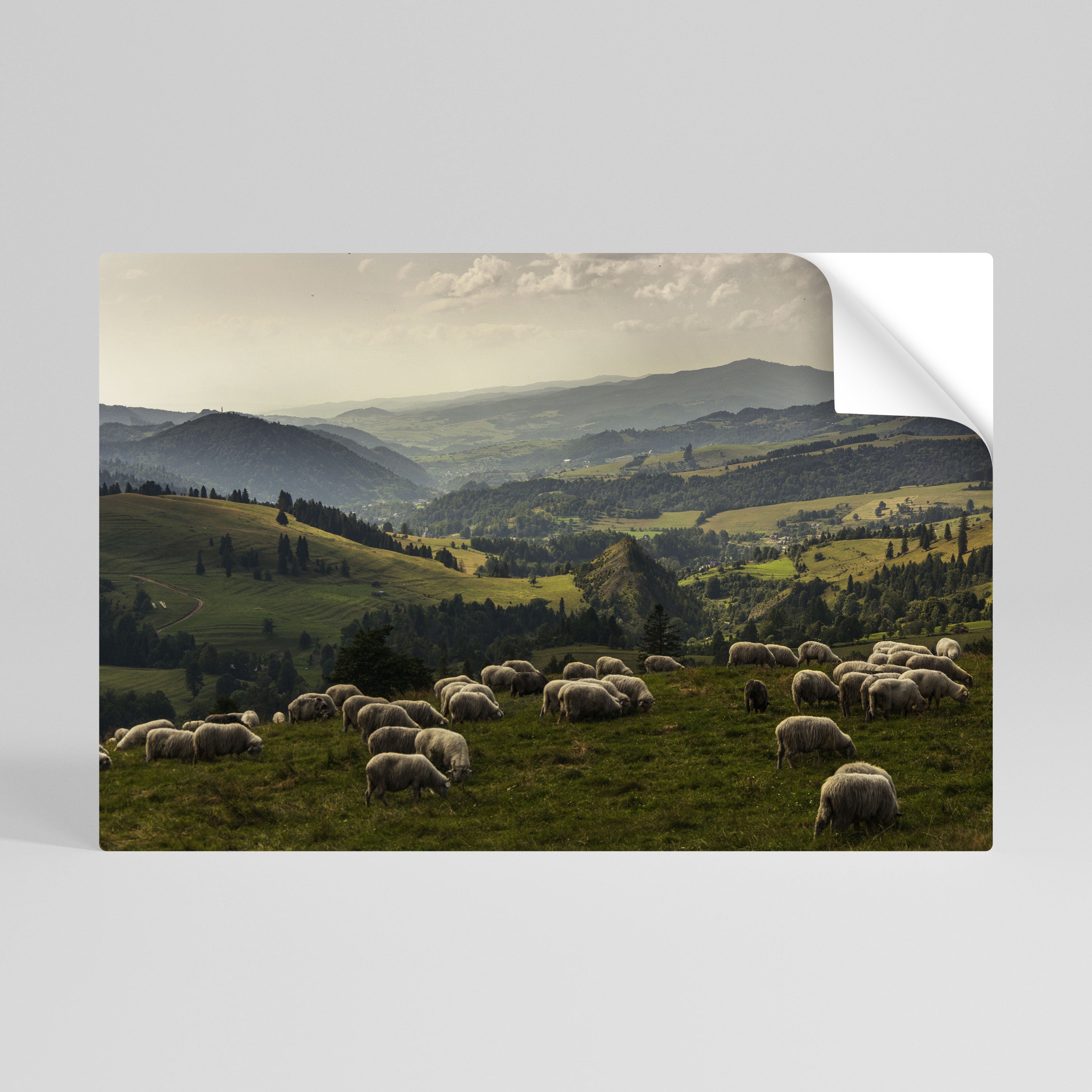 Horizontales Poster „SHEEP IN SERENITY“ zum Abziehen und Aufkleben
