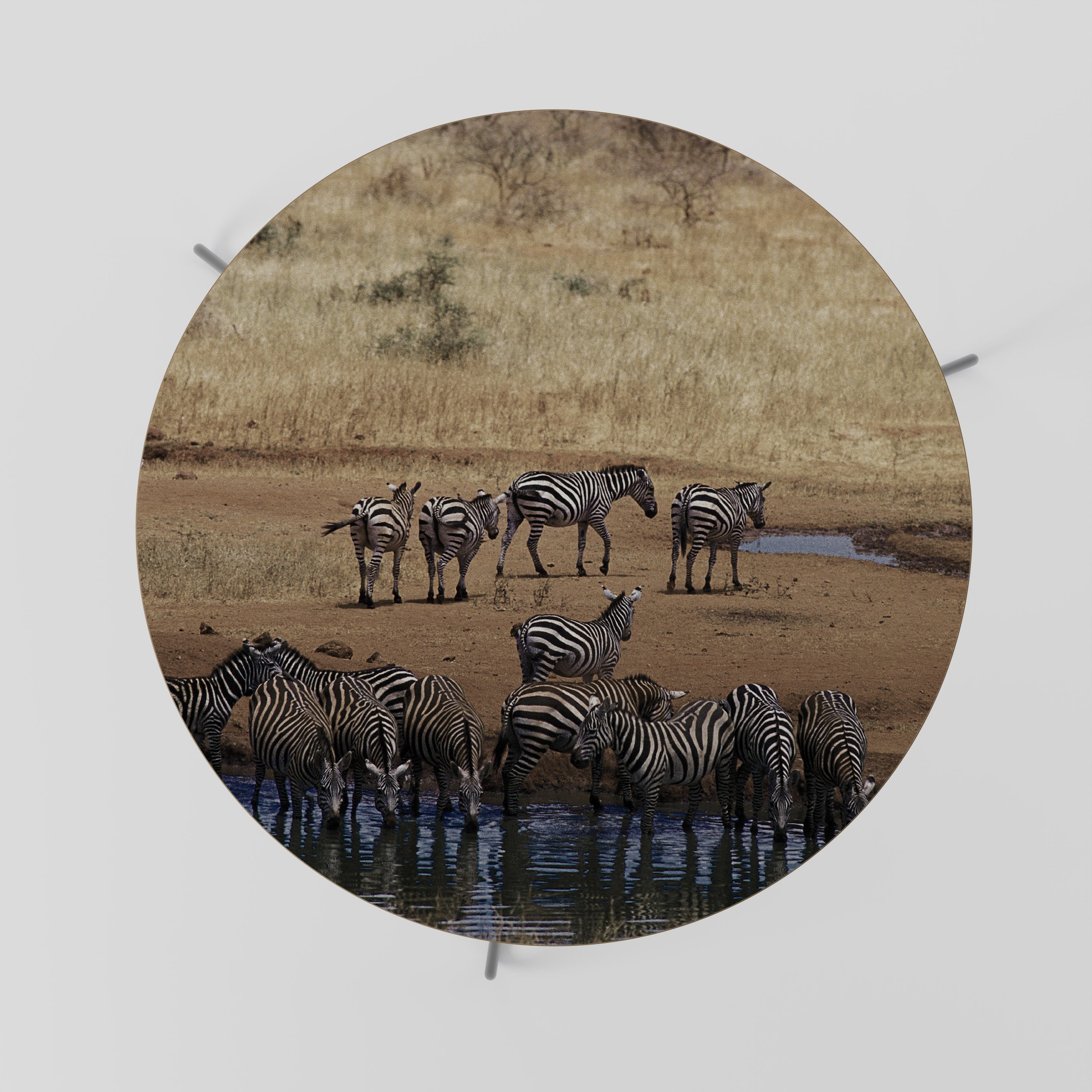 DER ZEBRA HARMONY Couchtisch 69