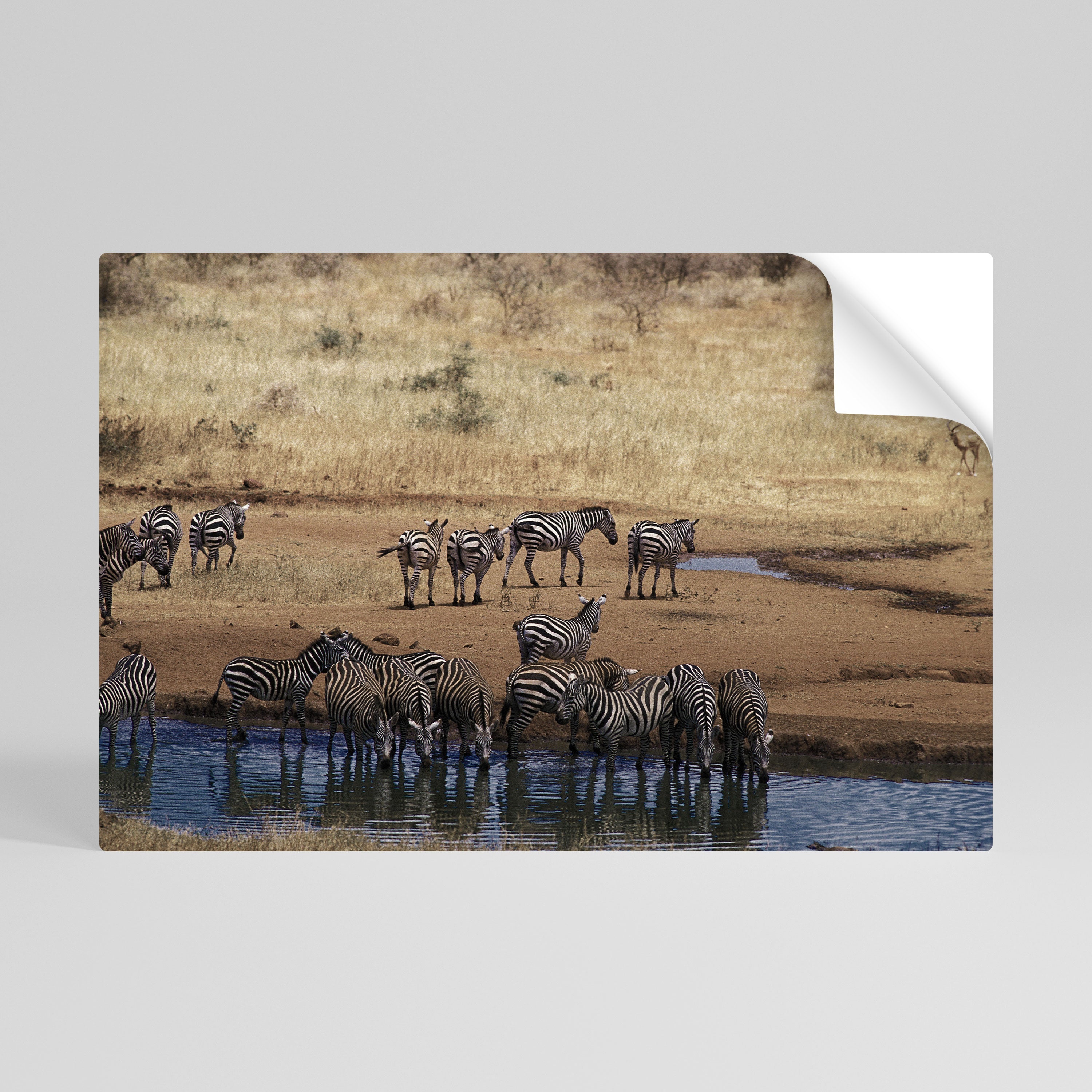 THE ZEBRA HARMONY Horizontales Poster zum Abziehen und Aufkleben